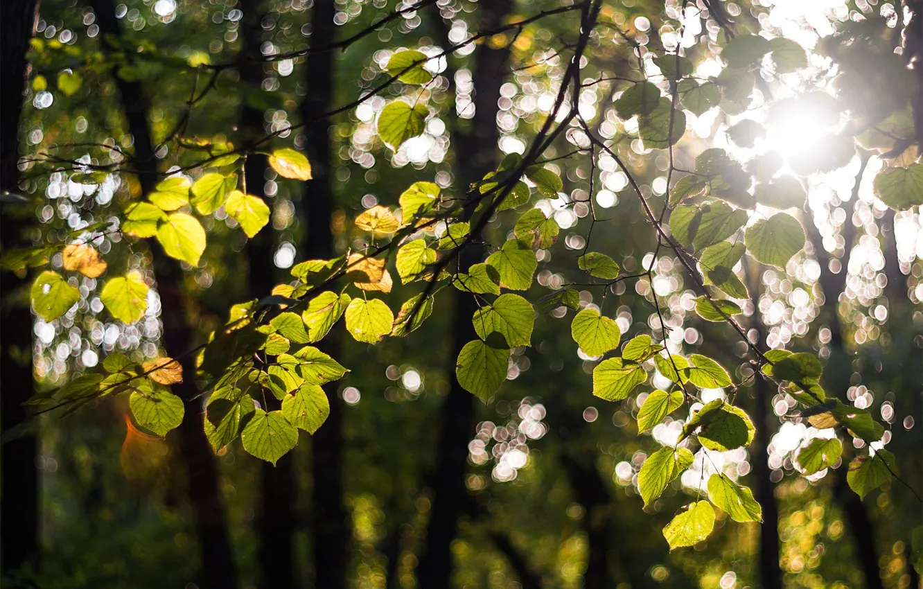 Photo wallpaper greens, forest, leaves, the sun, rays, light, trees, branches
