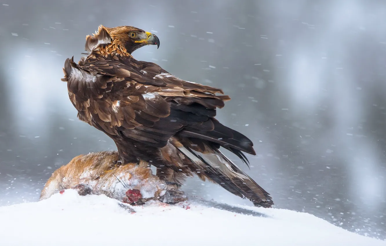 Photo wallpaper winter, bird, Norway, mining, Eagle, the largest eagle