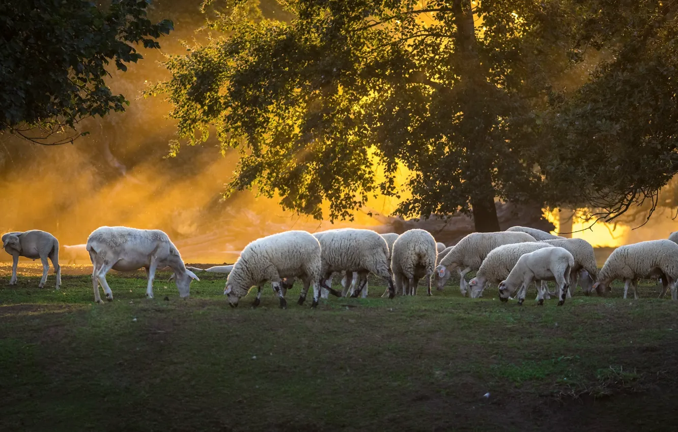 Photo wallpaper summer, nature, sheep, morning