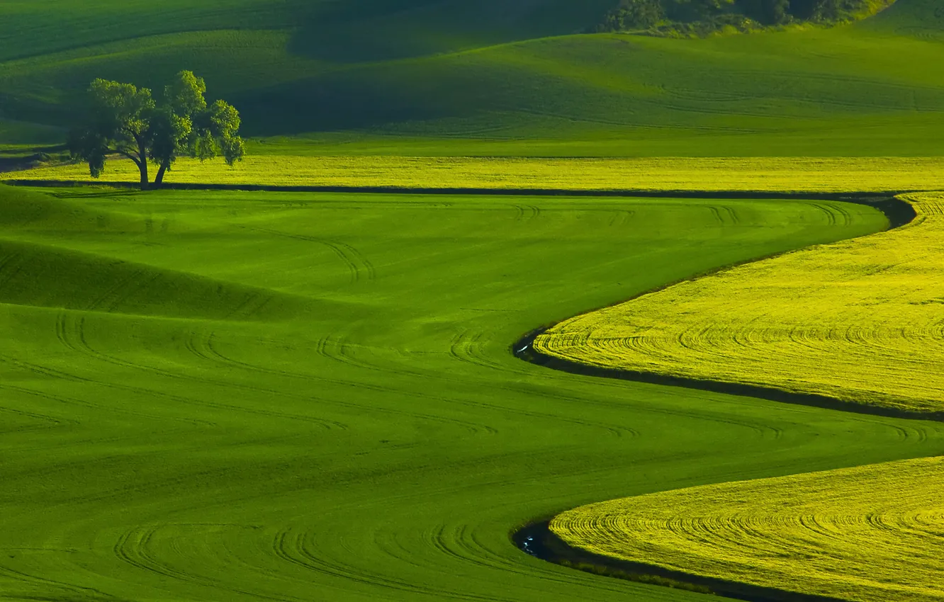 Photo wallpaper grass, landscape, nature, tree, field