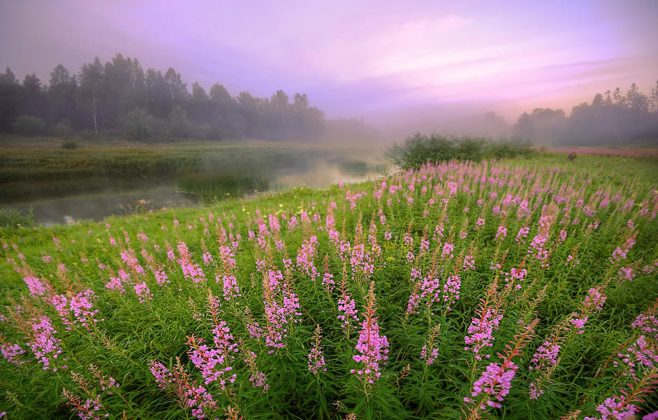 Photo wallpaper field, flowers, fog, Ivan-tea