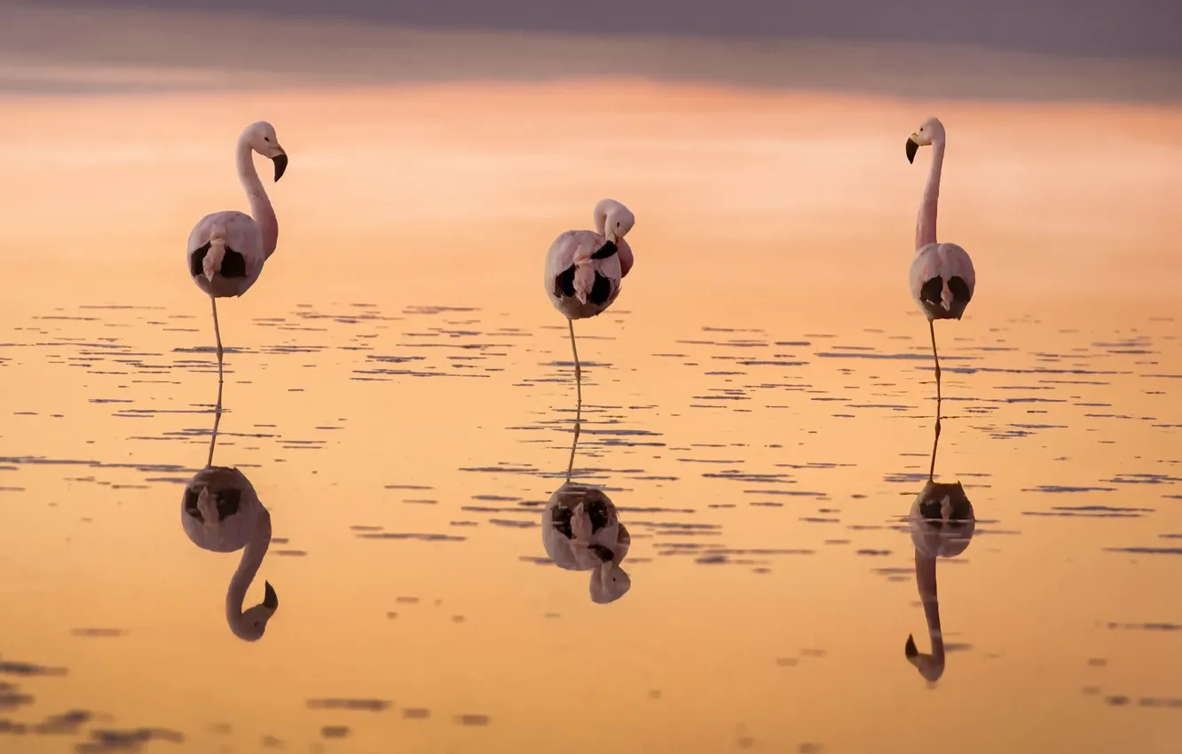 Photo wallpaper sunset, bird, Flamingo