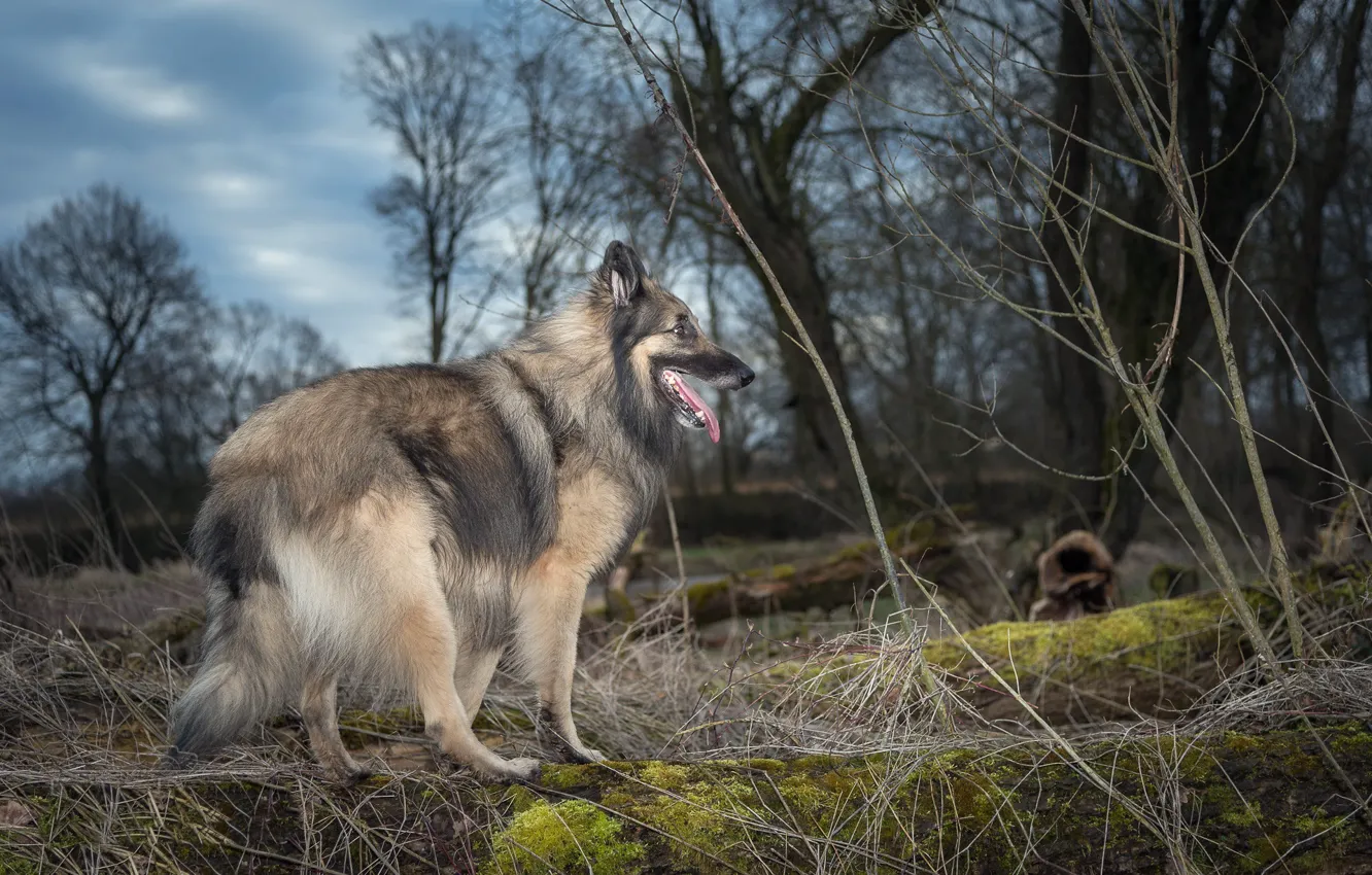 Photo wallpaper nature, each, dog