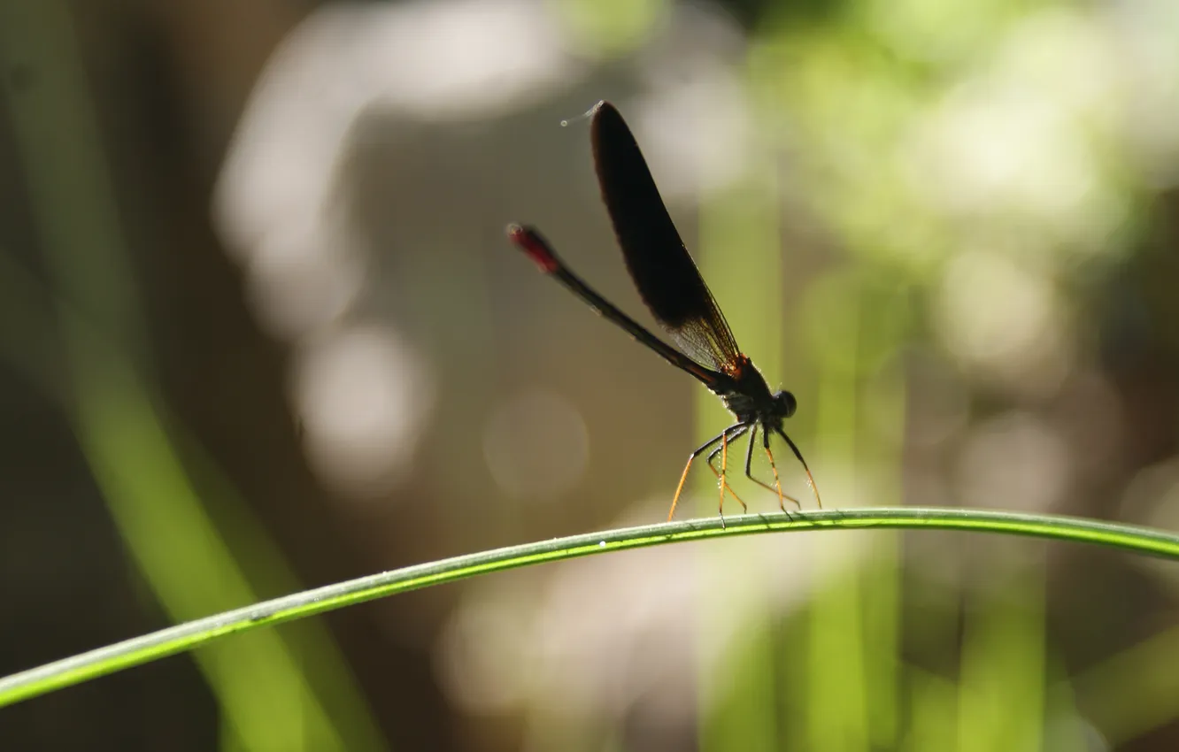 Photo wallpaper the sun, nature, glare, dragonfly, a blade of grass, bokeh