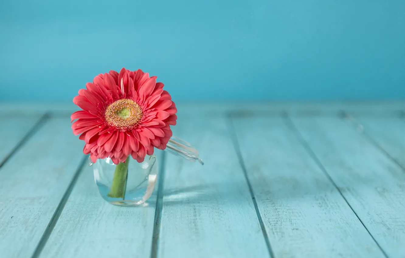 Photo wallpaper flowers, vase, gerbera, flower