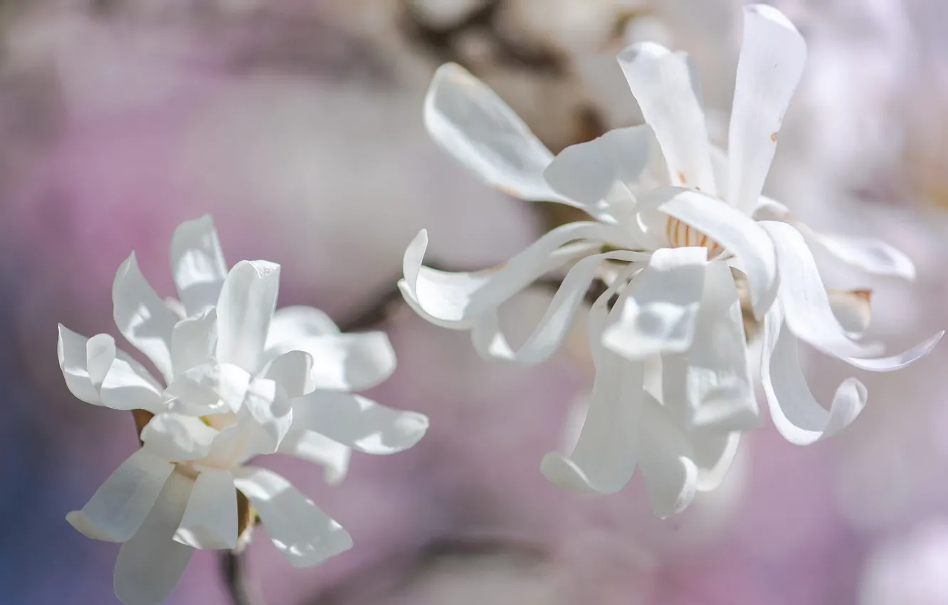 Photo wallpaper light, flowers, branches, background, beauty, light, spring, petals