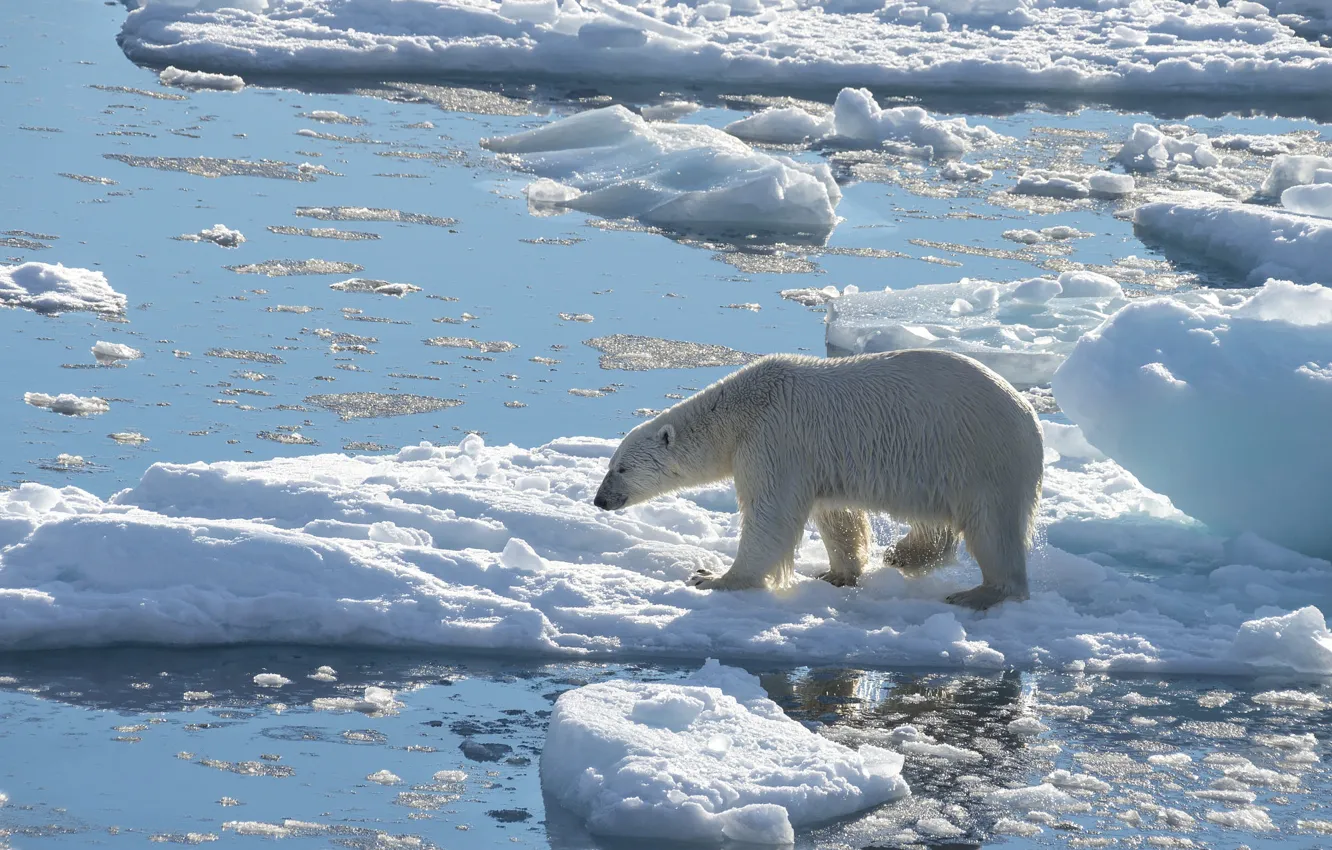 Photo wallpaper winter, white, water, light, snow, nature, shore, bear