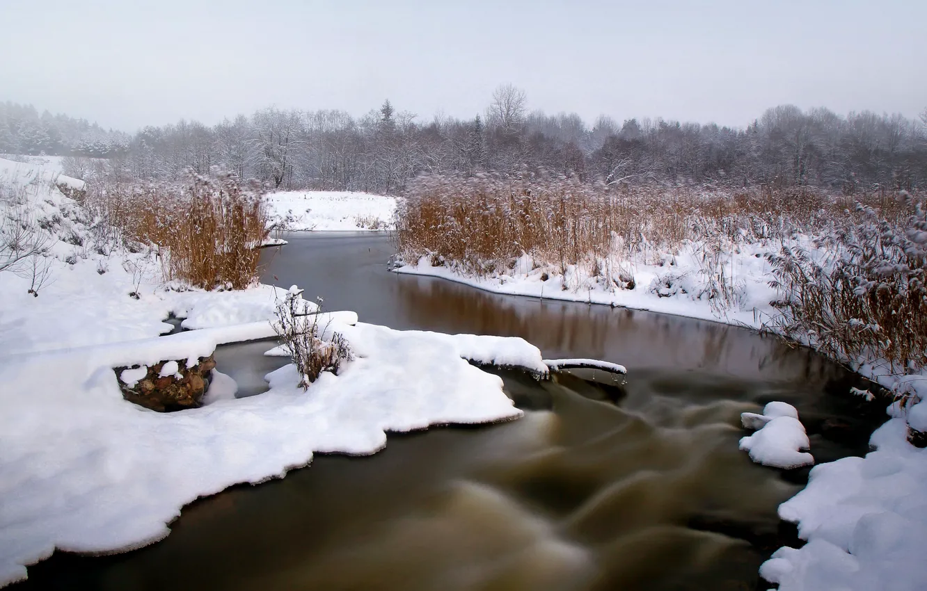 Photo wallpaper winter, forest, snow, river, reed