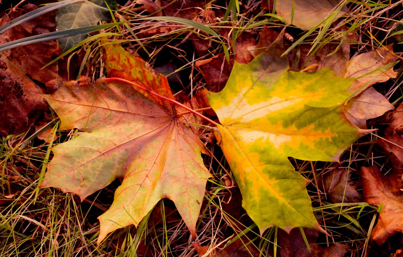 Photo wallpaper autumn, leafs, color, fall