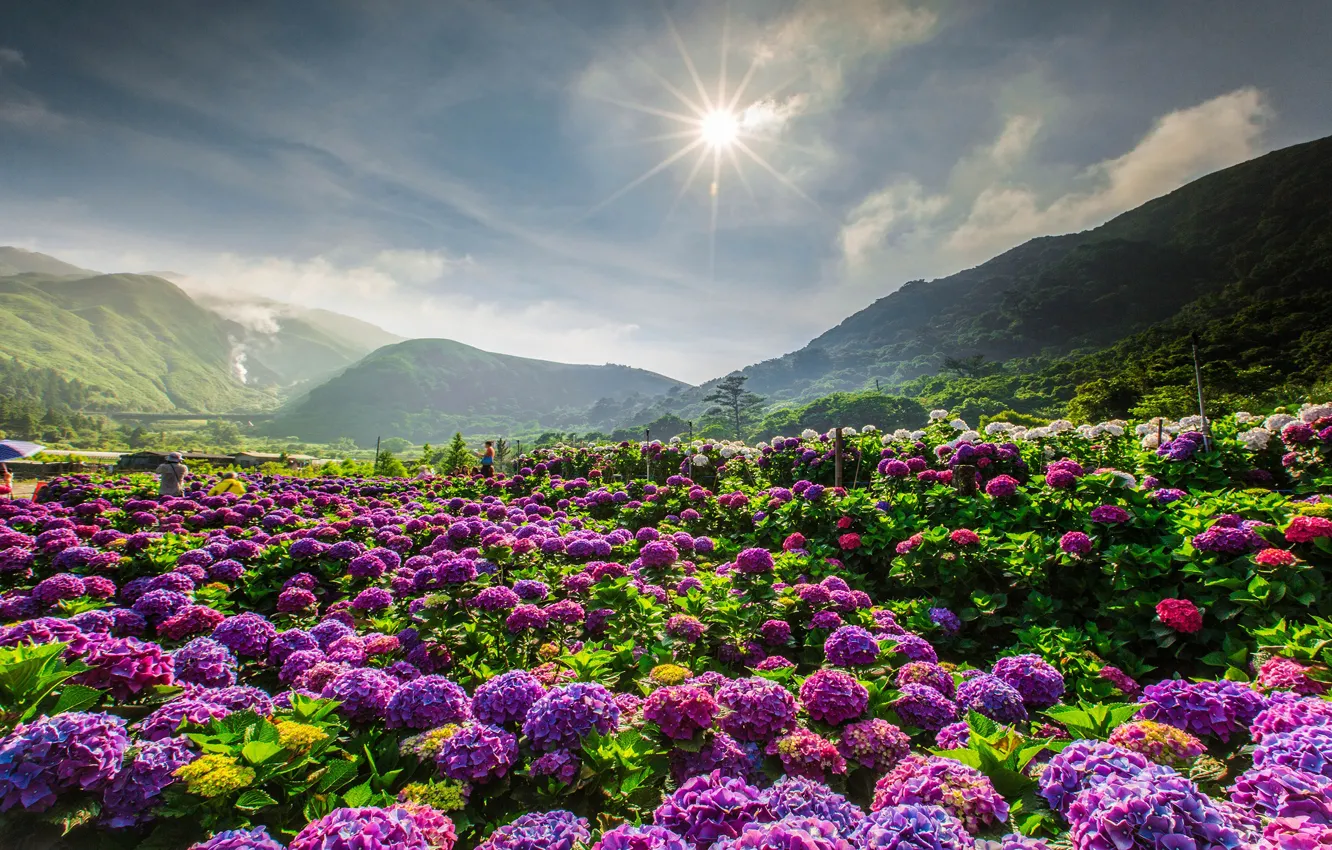 Photo wallpaper field, summer, the sky, the sun, clouds, rays, landscape, flowers