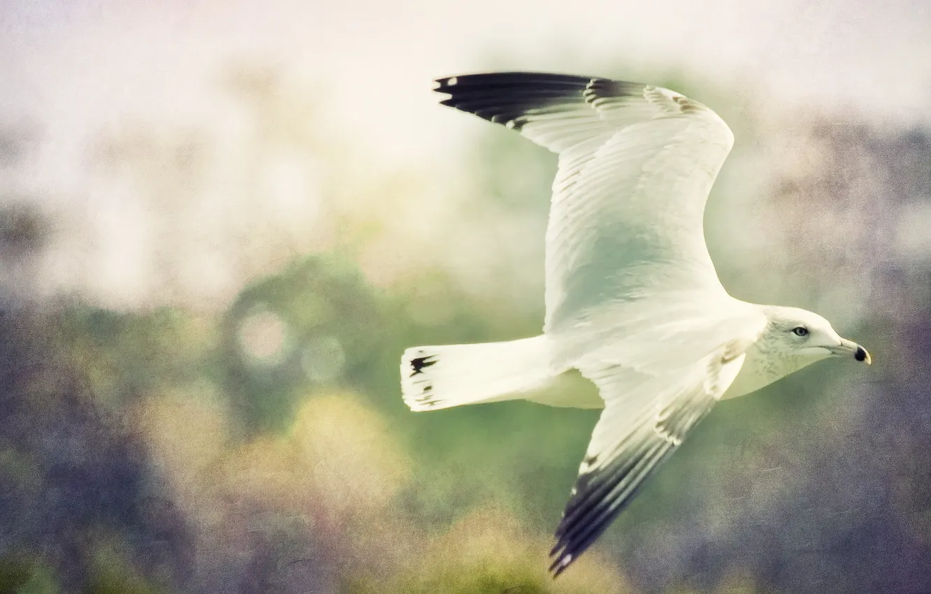 Photo wallpaper flight, bird, photoshop, seagulls, bird