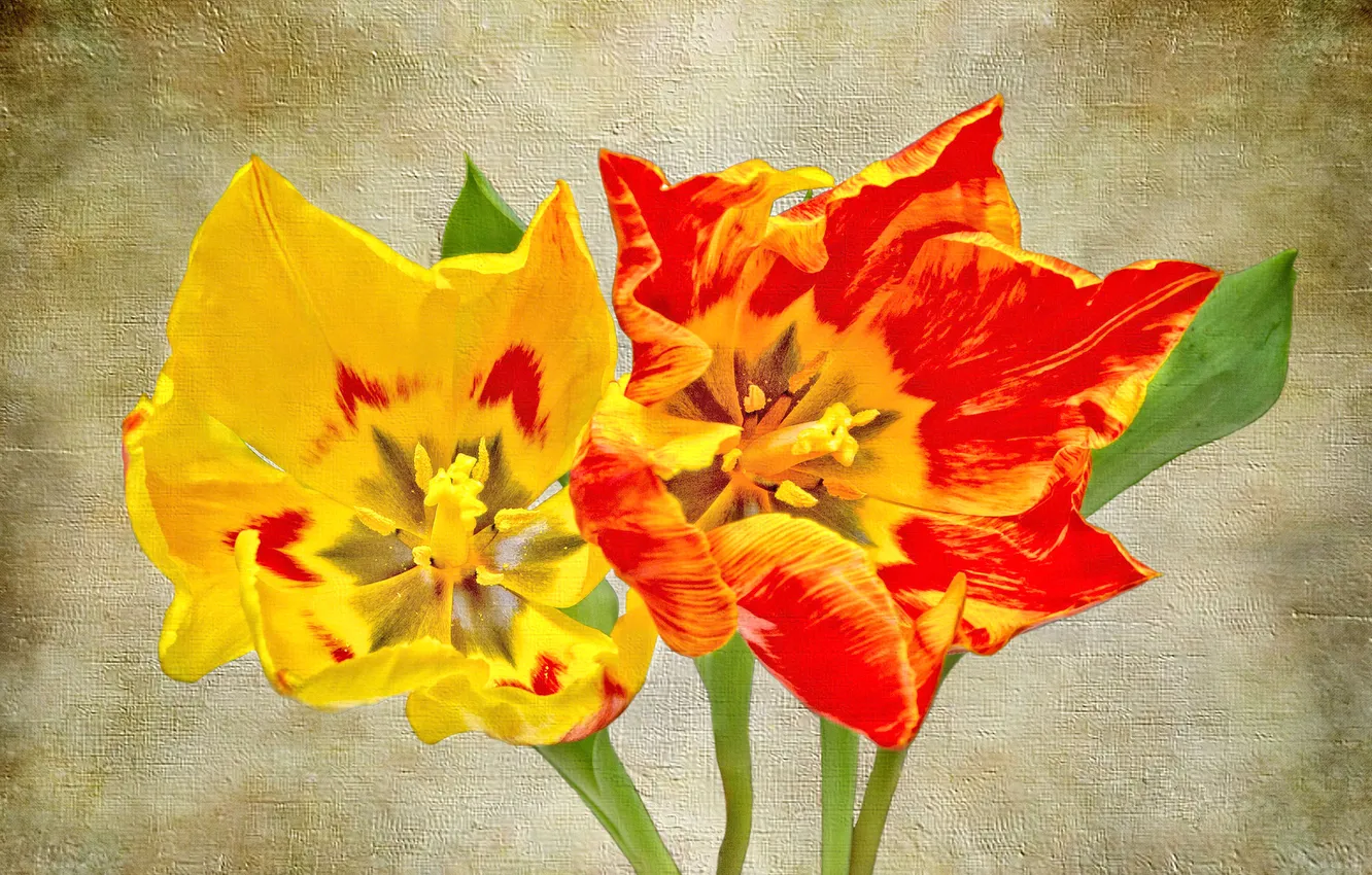 Photo wallpaper flowers, petals, tulips, canvas