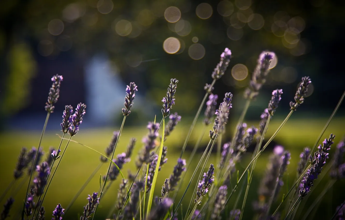 Photo wallpaper summer, grass, macro, flowers, nature, photo, background, Wallpaper