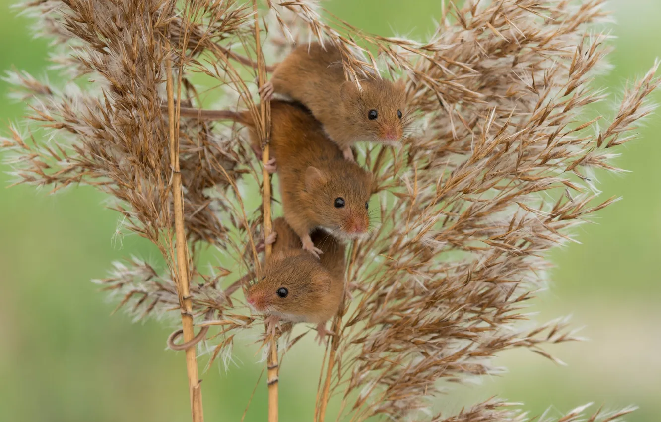Photo wallpaper reed, mouse, trio, Trinity, Harvest Mouse, The mouse is tiny