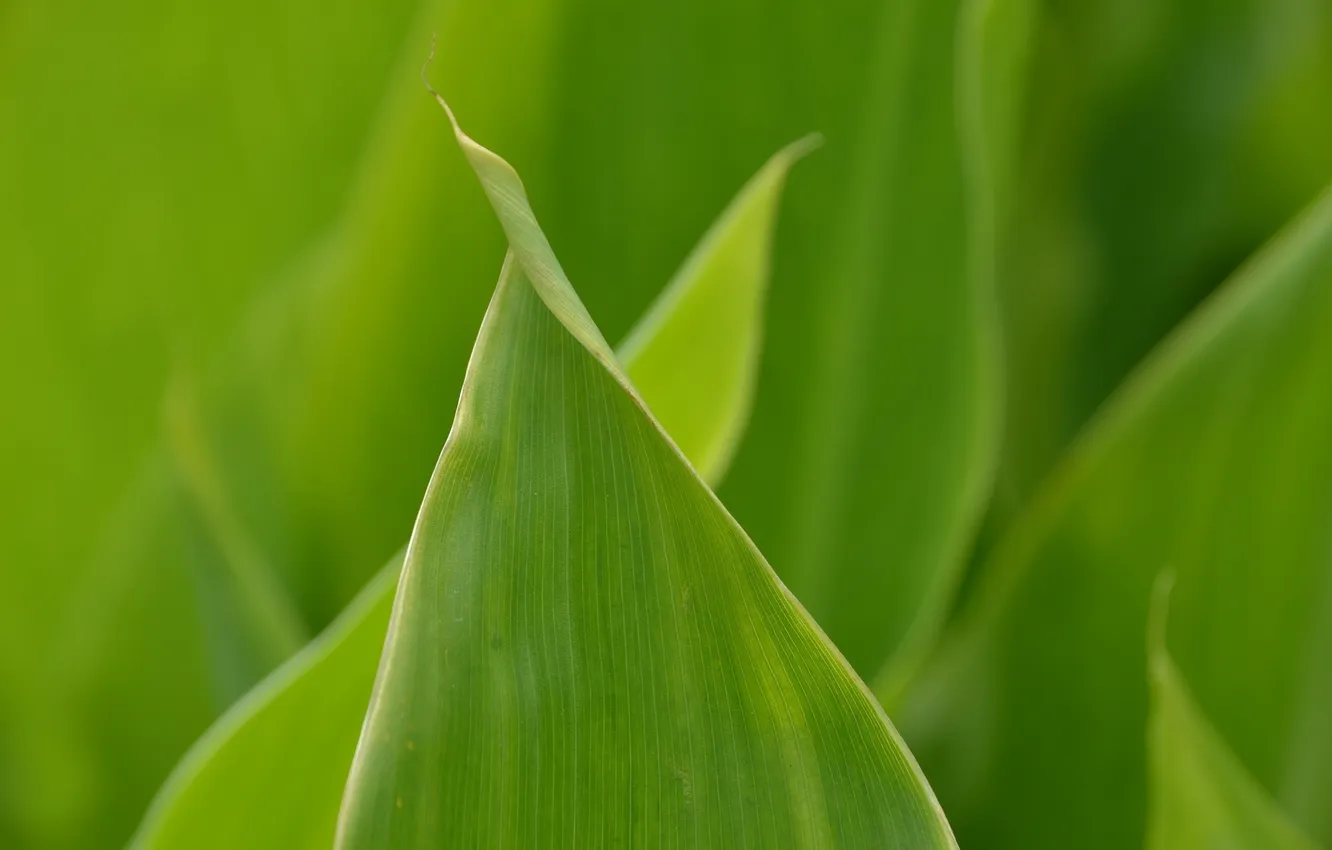 Photo wallpaper leaves, macro, green