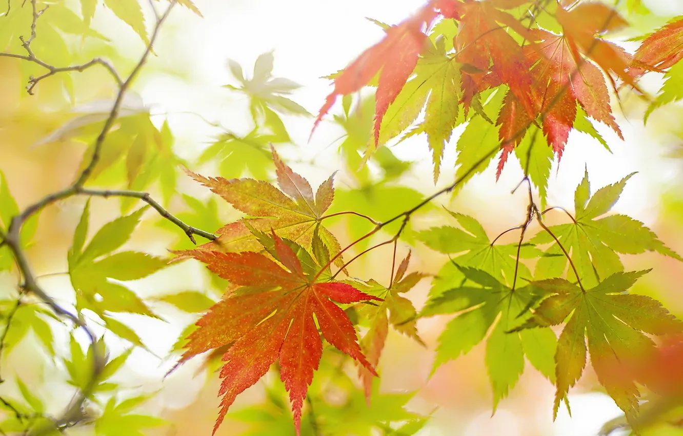 Photo wallpaper autumn, leaves, nature