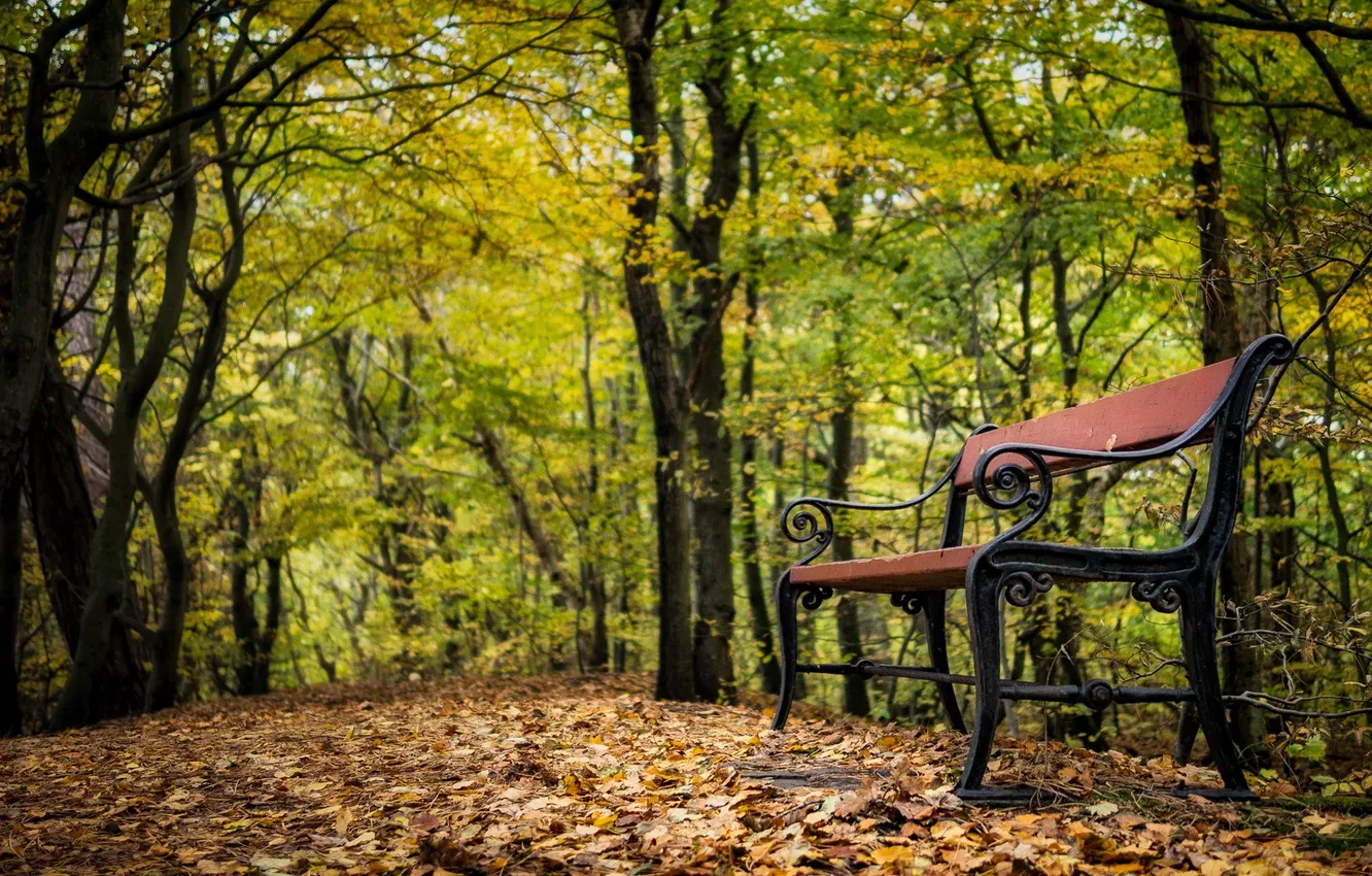 Photo wallpaper autumn, nature, Park, bench