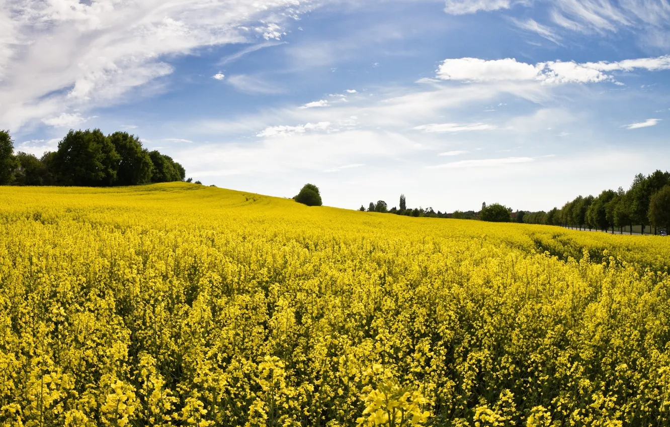 Photo wallpaper field, the sky, grass, clouds, trees, landscape, flowers, nature