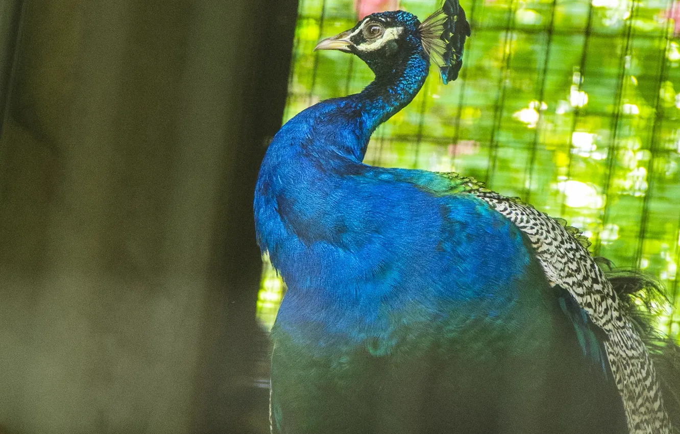Photo wallpaper flower, bird, Hummingbird, Petunia, thanujan, Blurring, thanujan thanabalasingam, thanujan13