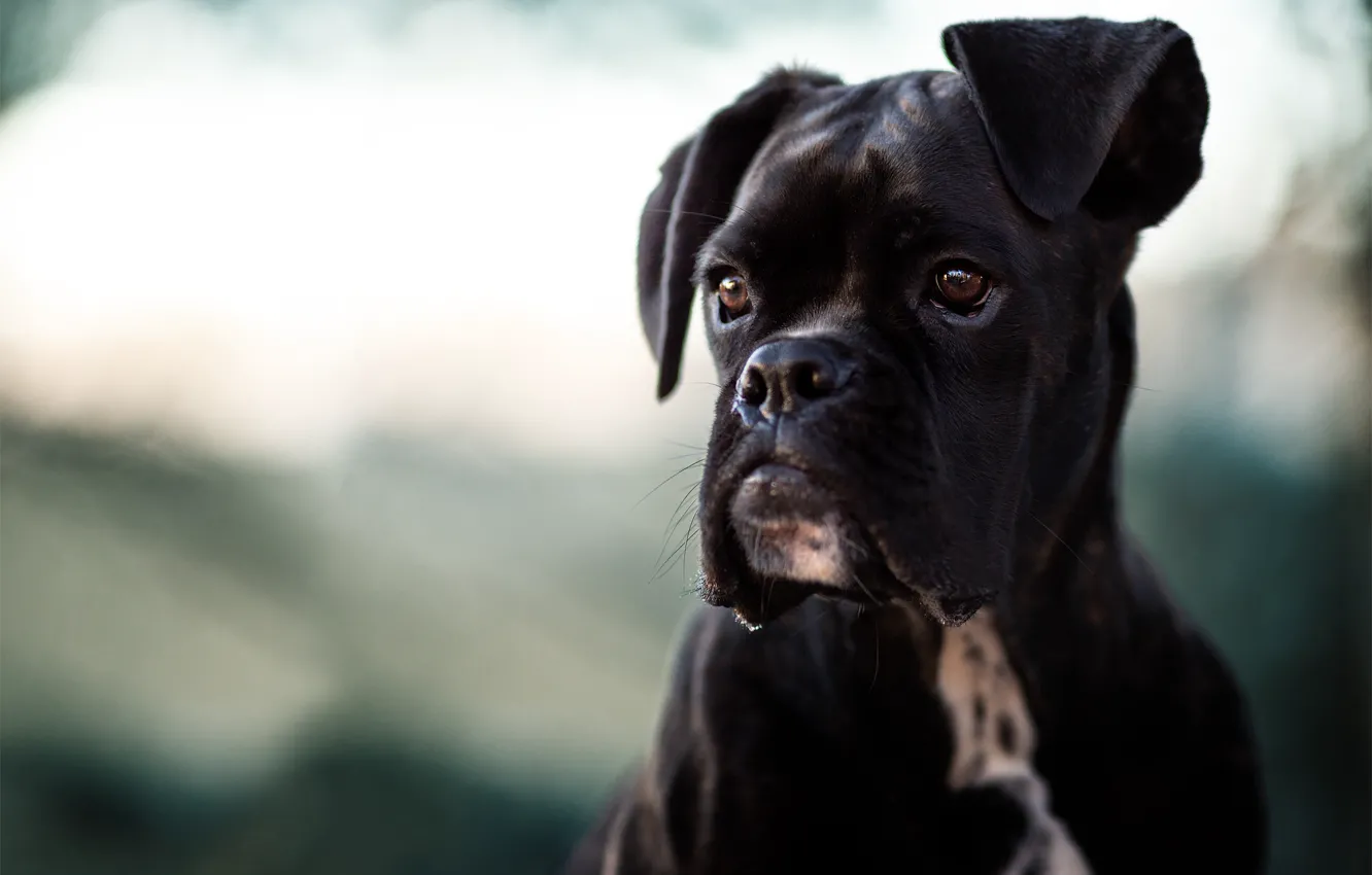 Photo wallpaper face, background, portrait, dog, Boxer