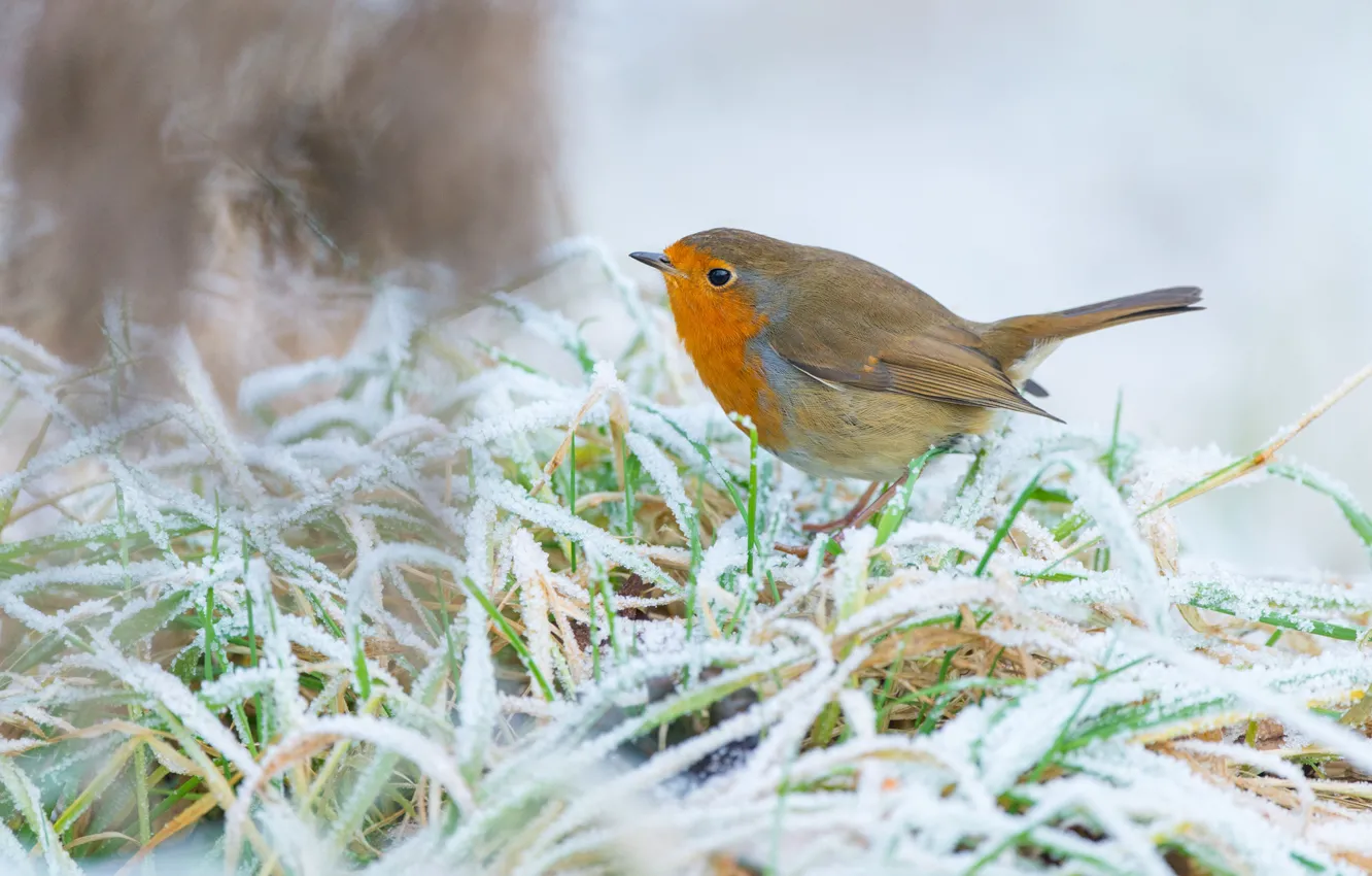 Photo wallpaper winter, frost, grass, snow, background, bird, bird, light background