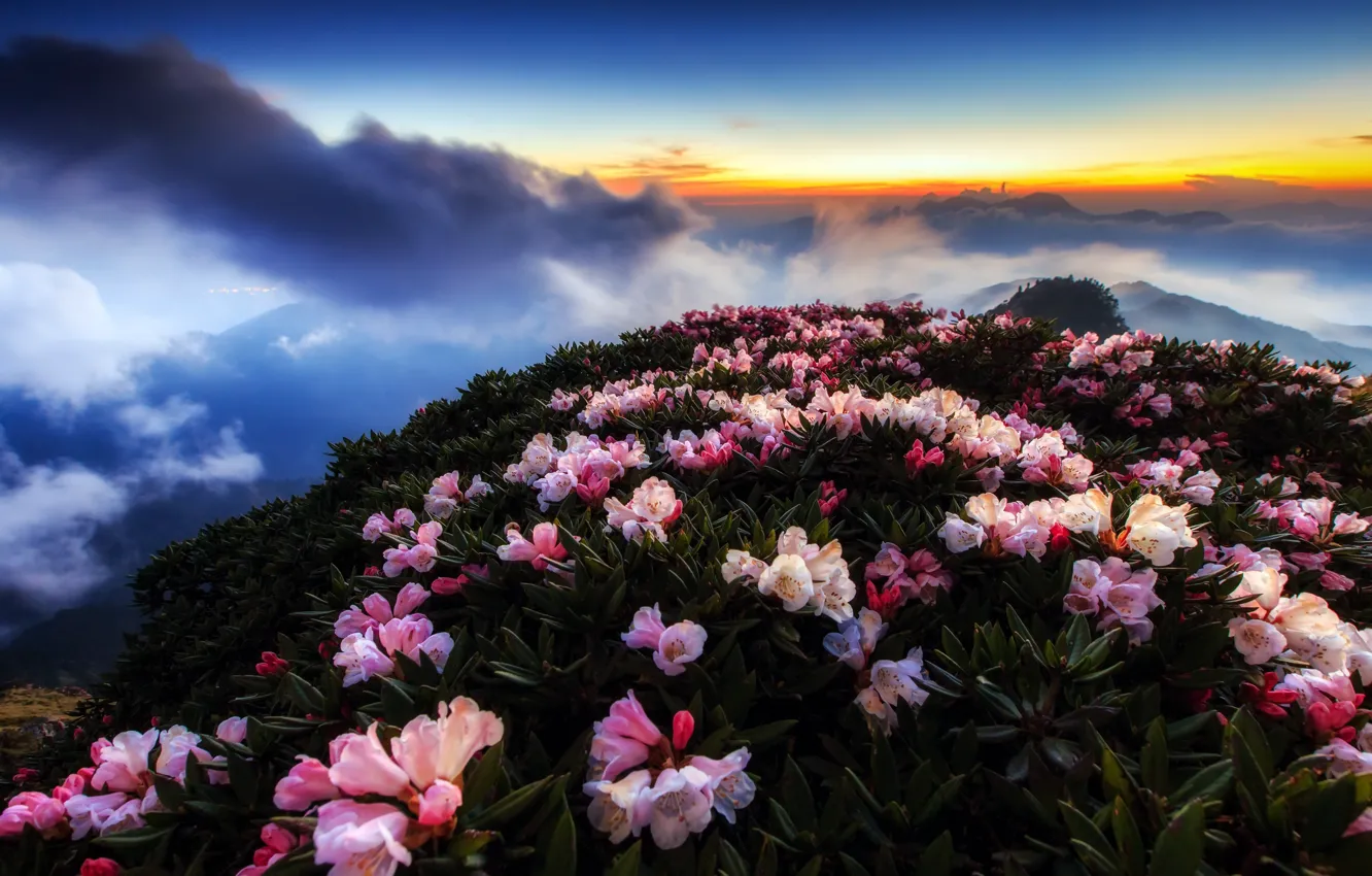 Photo wallpaper the sky, flowers, mountain