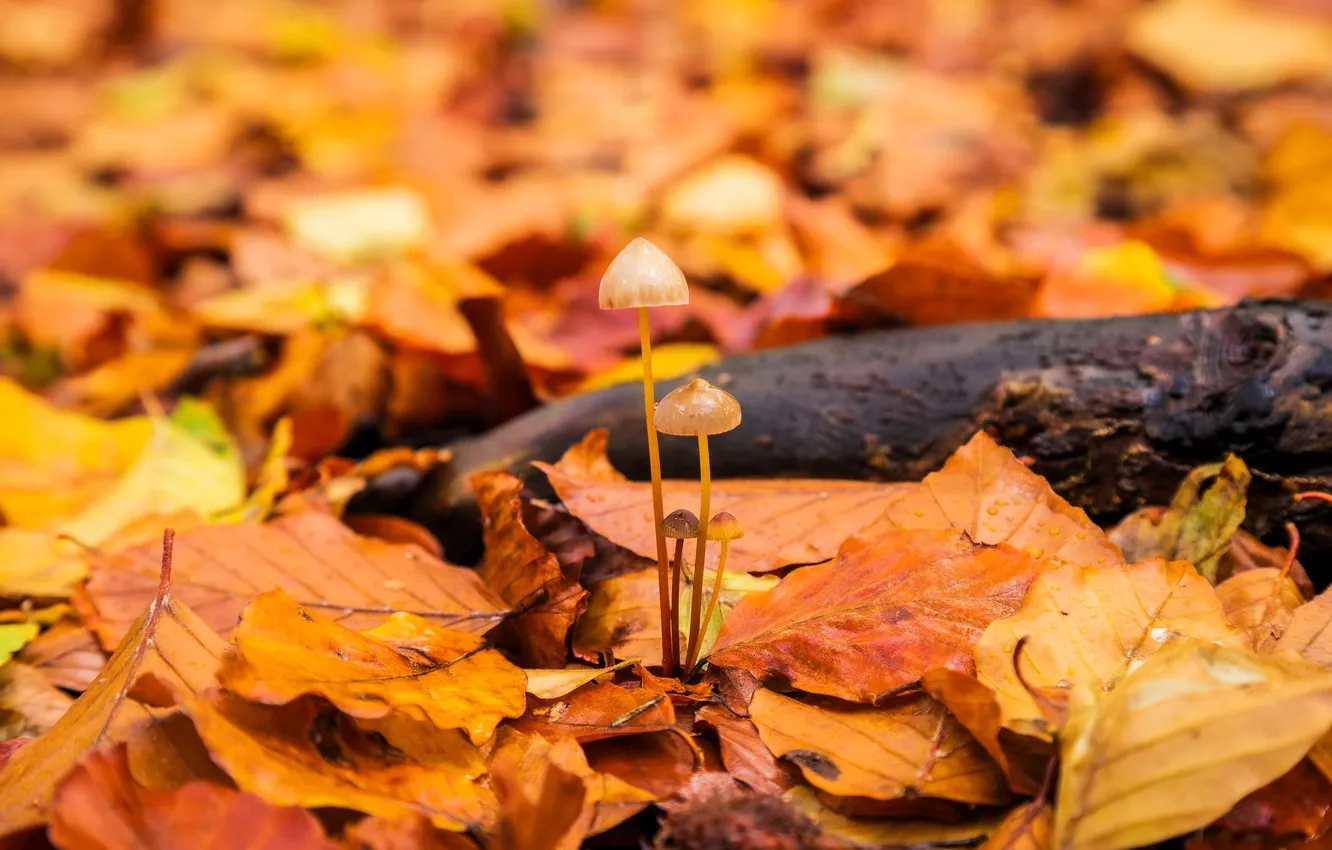 Photo wallpaper falling leaves, snag, mushrooms, autumn, leaves