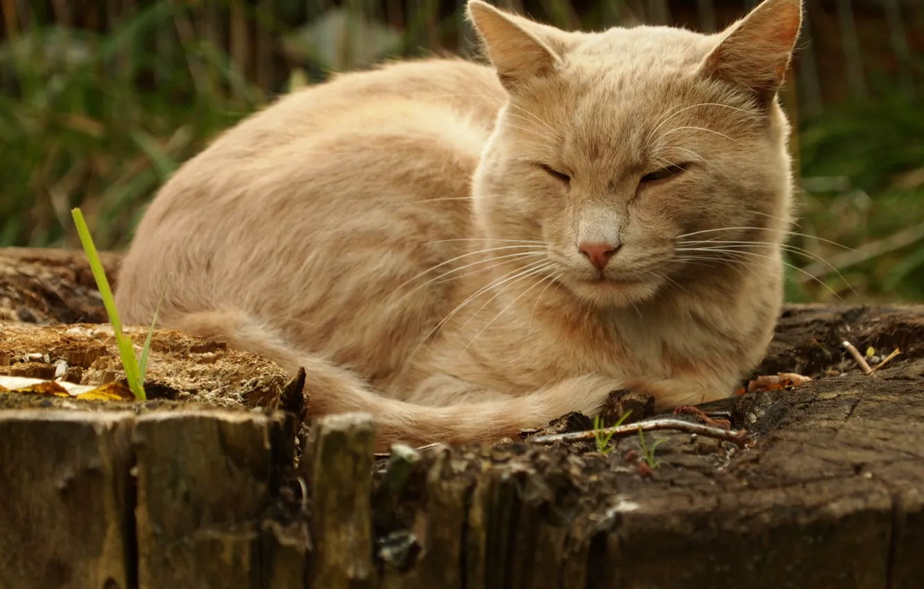 Photo wallpaper cat, Park, on the stump