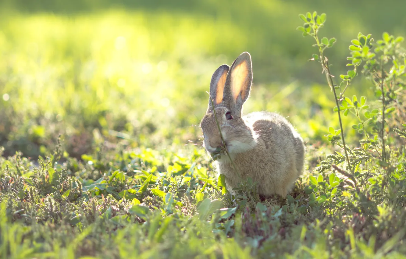 Photo wallpaper grass, rabbit, bokeh