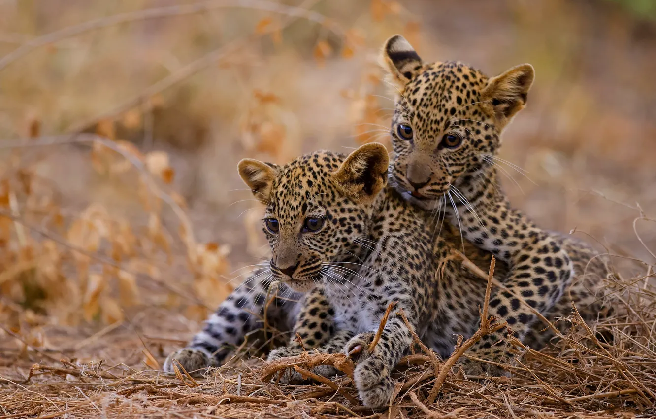 Photo wallpaper nature, leopard, cub, a couple