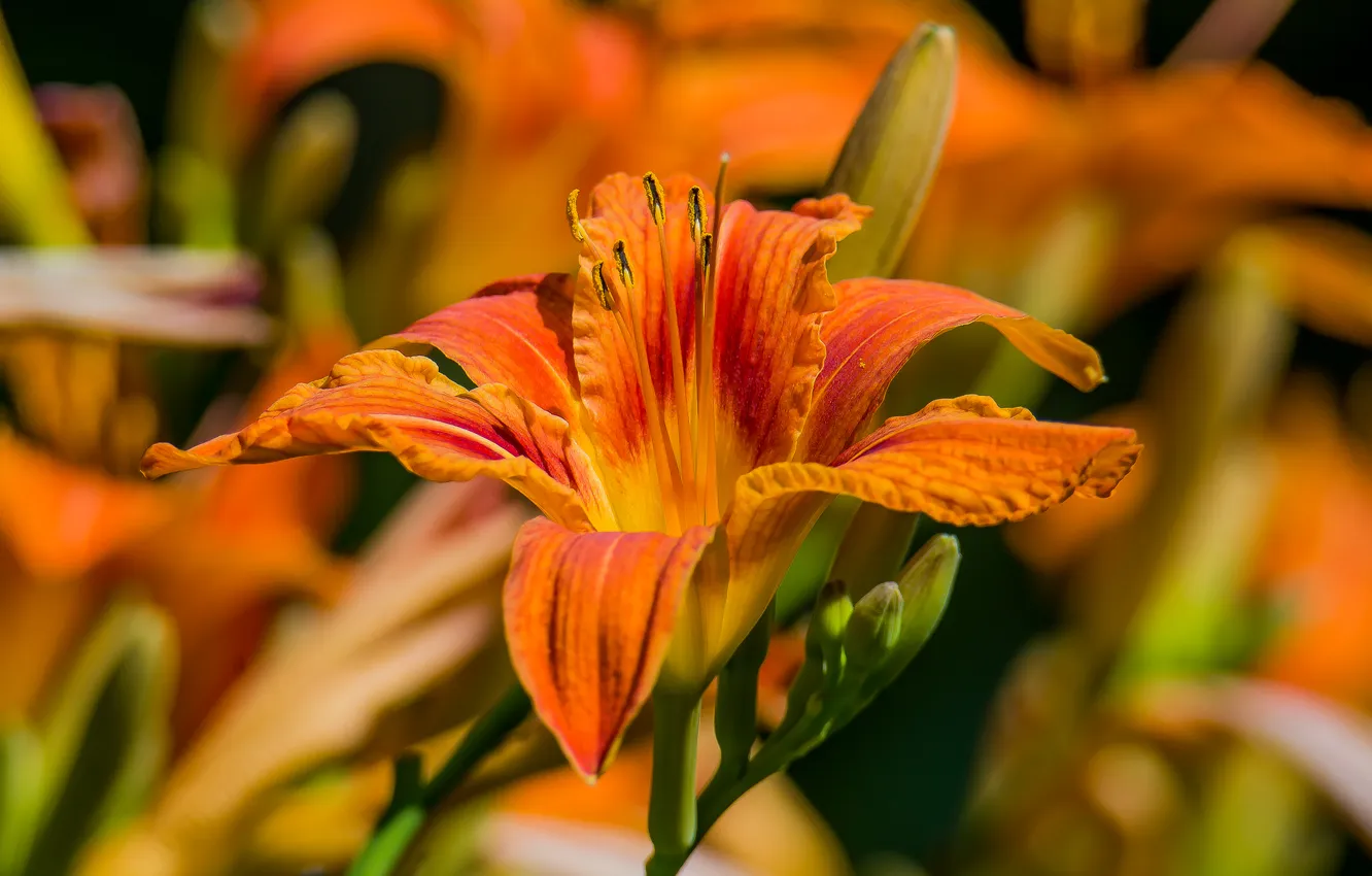 Photo wallpaper summer, flowers, mood, daylilies