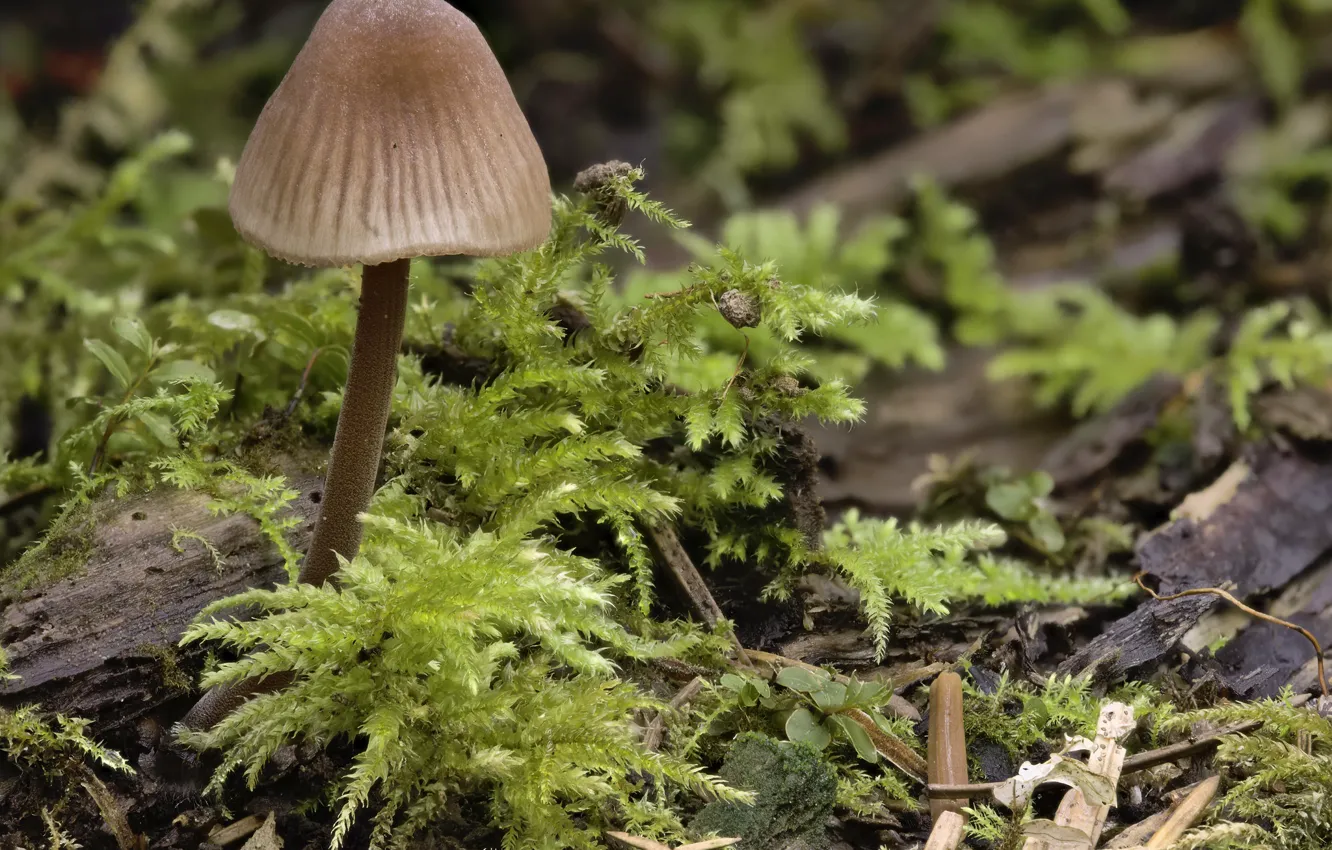 Photo wallpaper macro, mushrooms, moss, Martin Dollenkamp