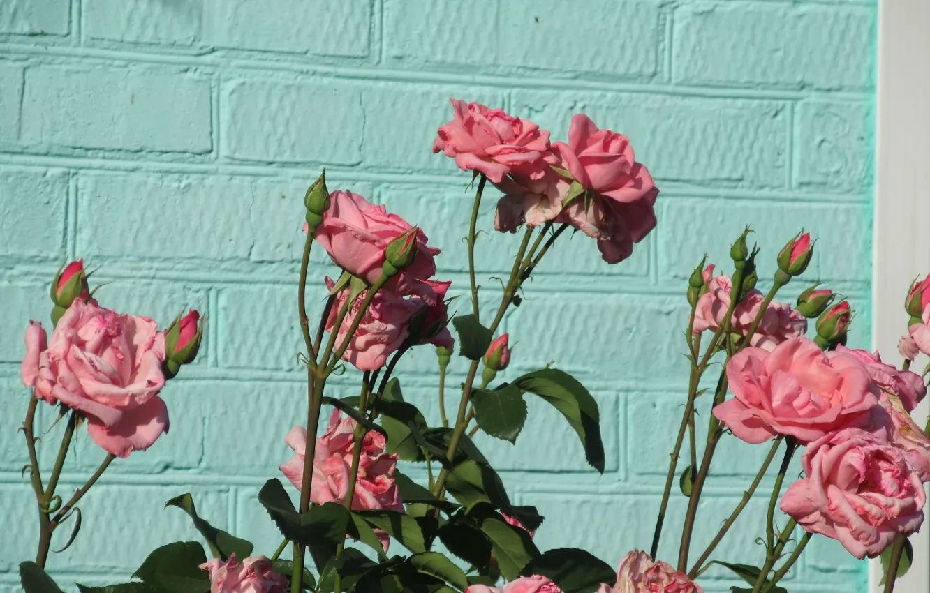 Photo wallpaper flowers, wall, roses, 2018, pink roses, Meduzanol ©, beryuza