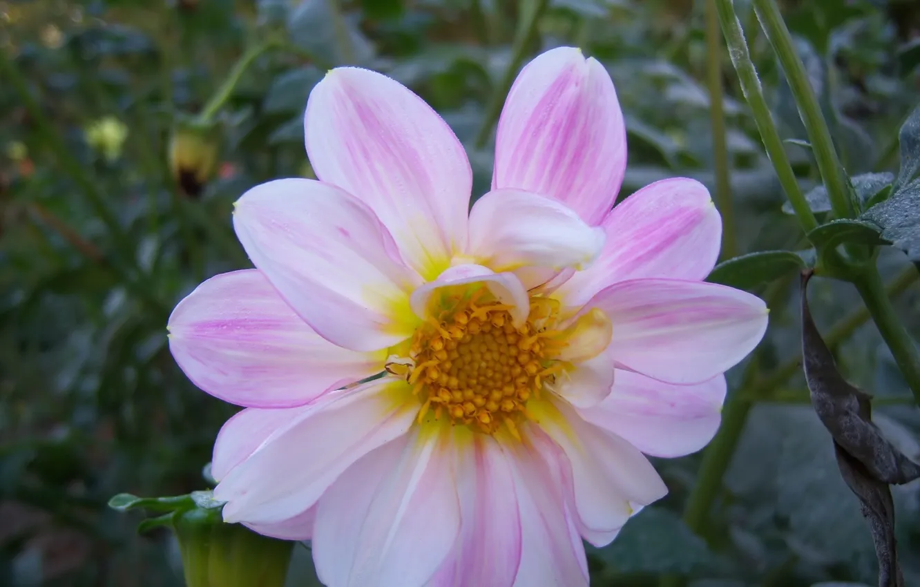 Photo wallpaper flower, Dahlia, Meduzanol ©, rozowy