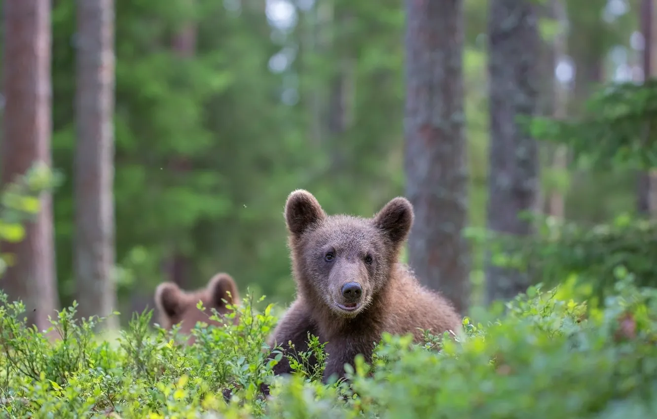 Photo wallpaper forest, look, face, glade, bear, bear, bear, brown