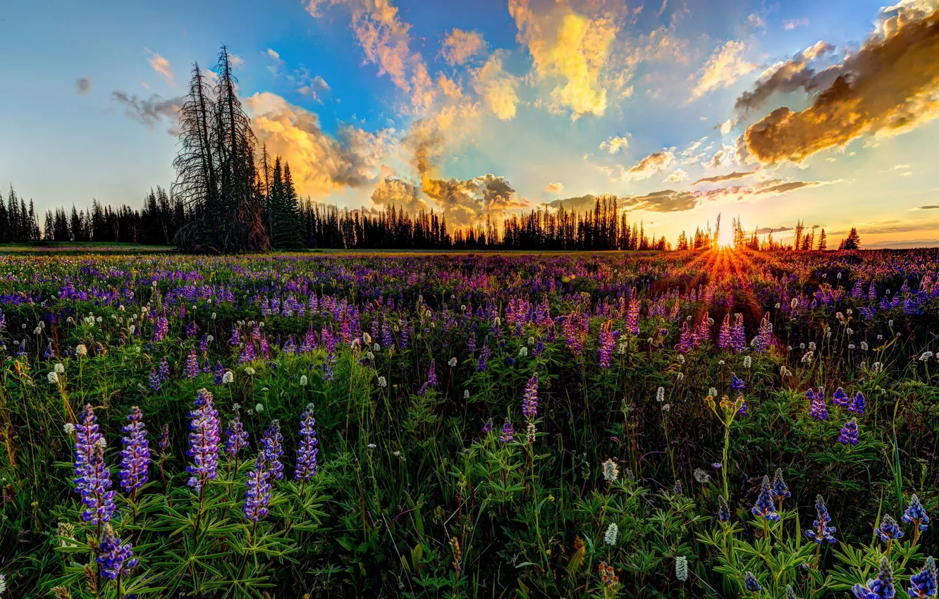 Photo wallpaper greens, field, forest, summer, the sky, the sun, clouds, rays