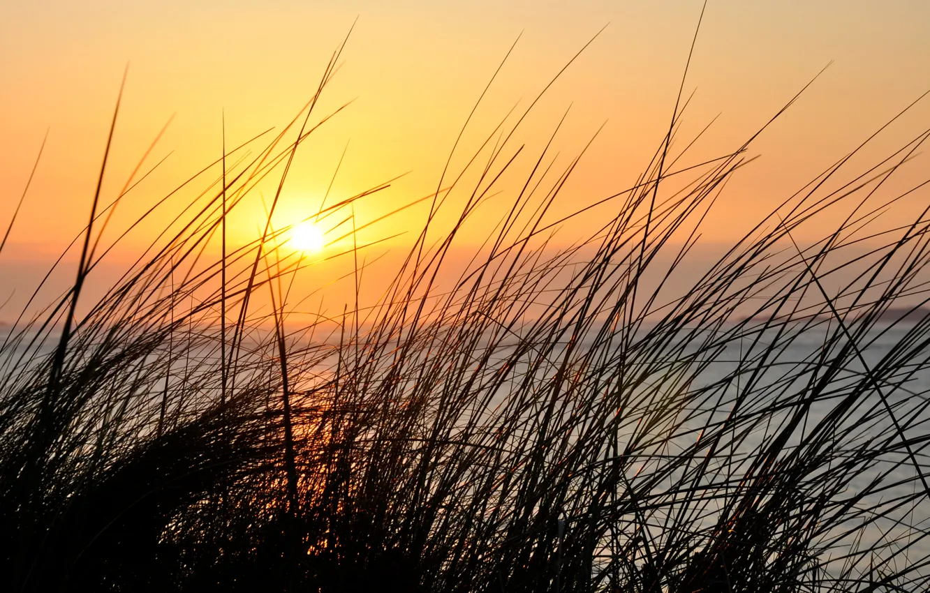 Photo wallpaper the sky, grass, macro, sunset, plant