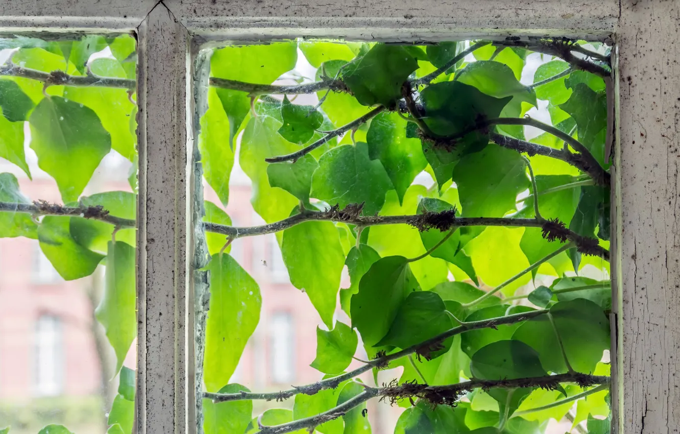 Photo wallpaper greens, leaves, window