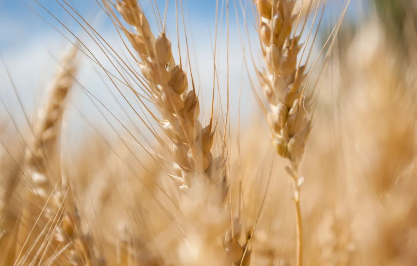 Photo wallpaper wheat, field, summer, yellow, heat, heat, harvest, spikelets