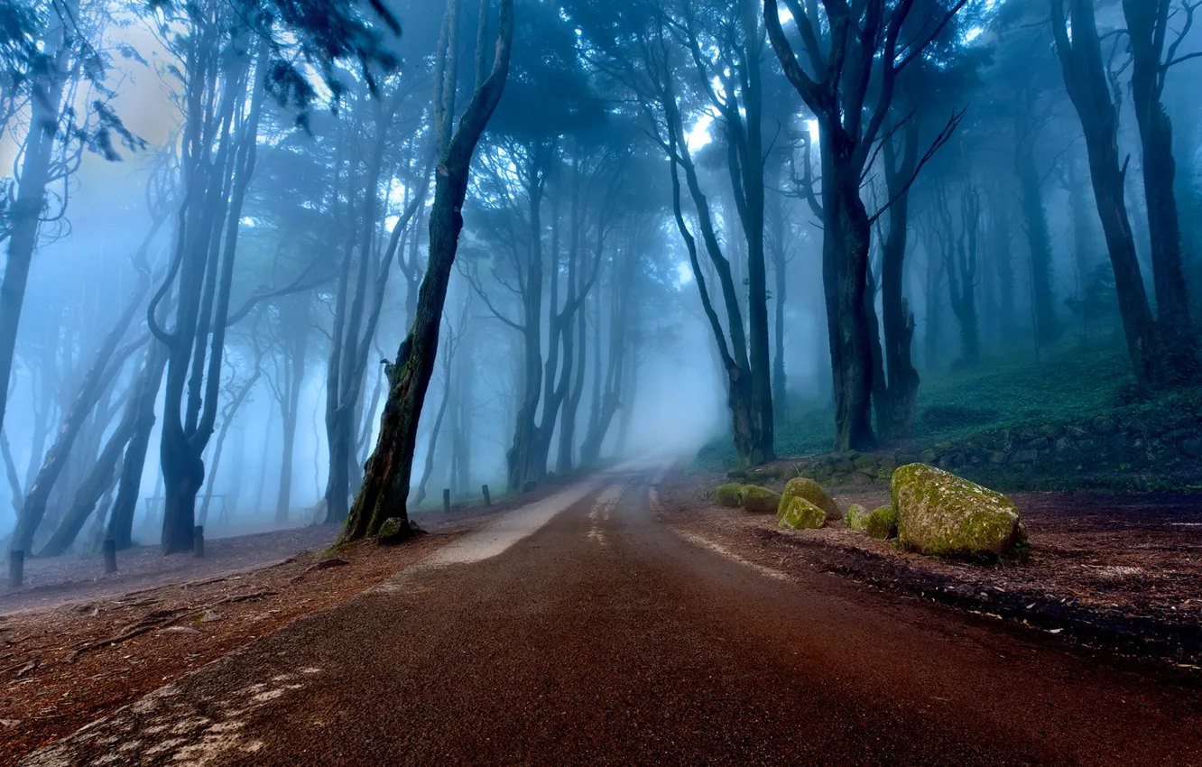 Photo wallpaper road, forest, trees, nature, fog, slope, Portugal