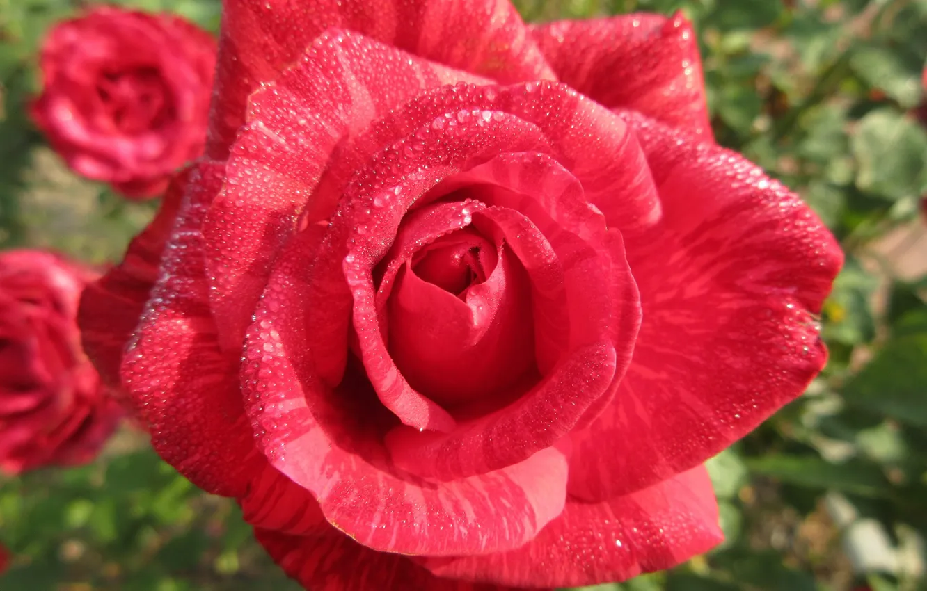 Photo wallpaper rose, red, pockmarked, mamala ©
