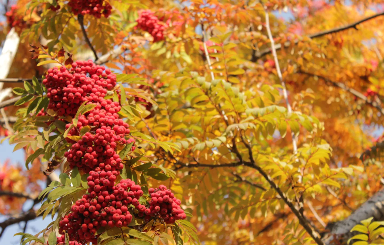 Photo wallpaper autumn, leaves, yellow, red, Rowan