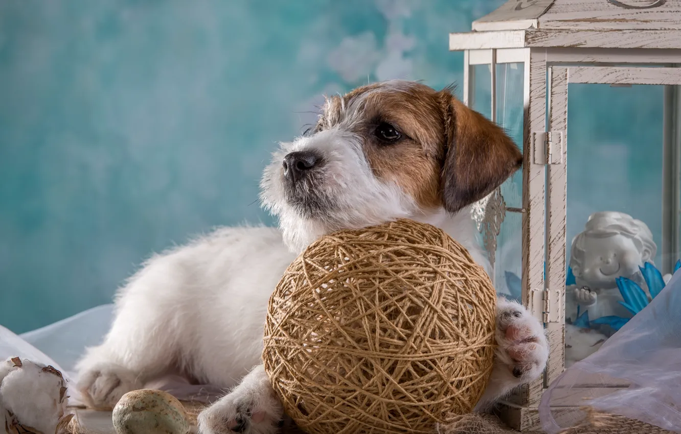 Photo wallpaper lantern, puppy, the Sealyham Terrier