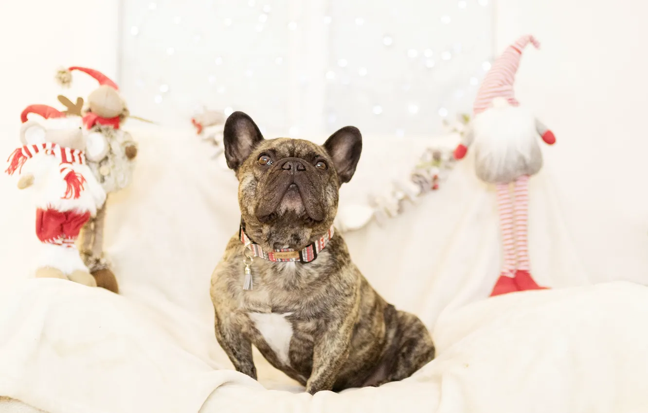Photo wallpaper holiday, new year, dog, gifts, French bulldog
