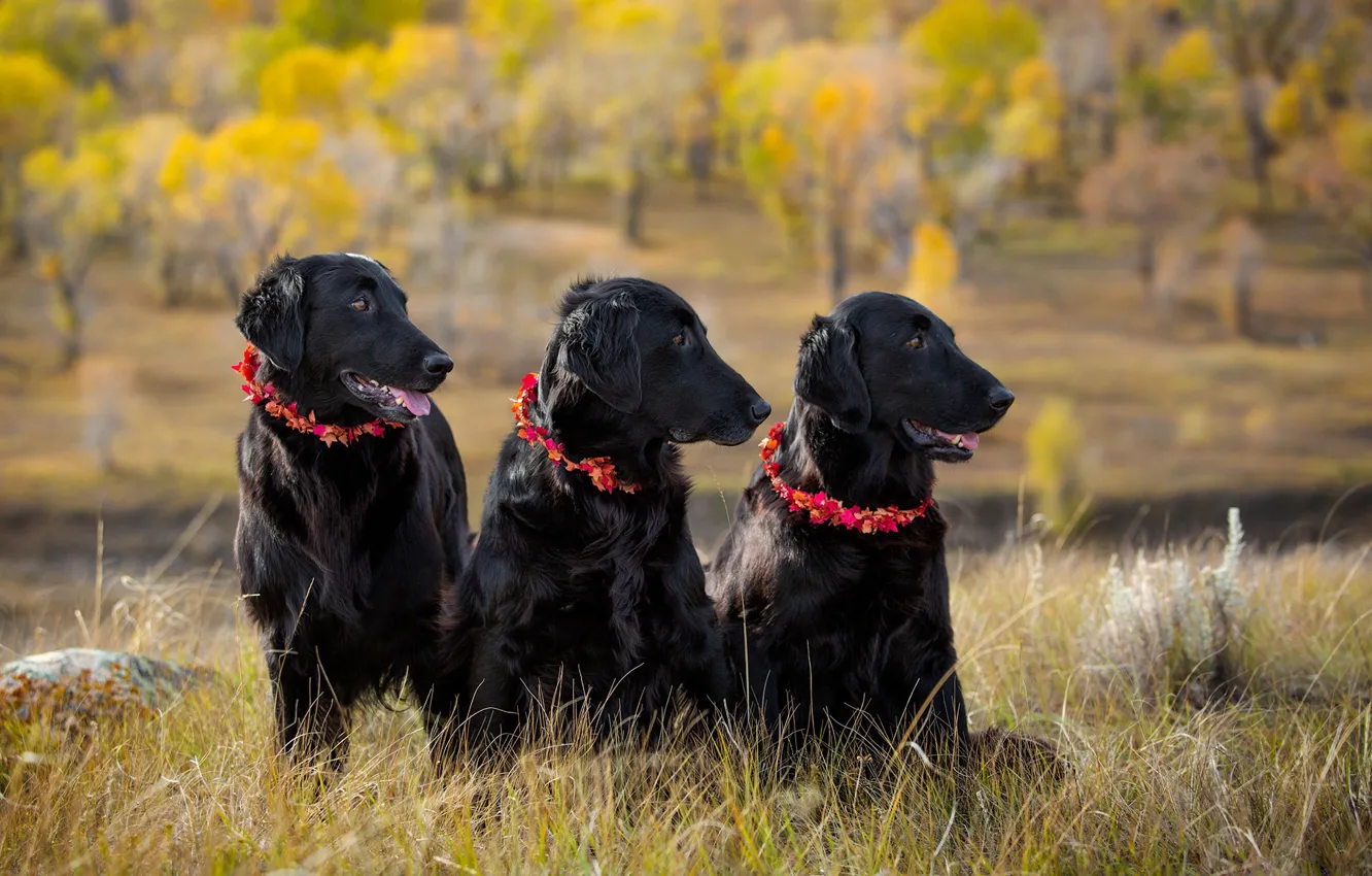 Photo wallpaper autumn, look, nature, each, black, dog, three, sitting