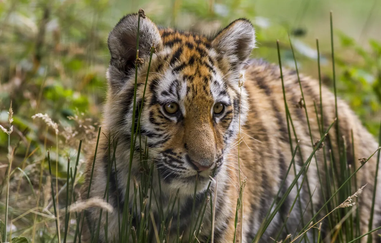 Photo wallpaper predator, baby, tiger