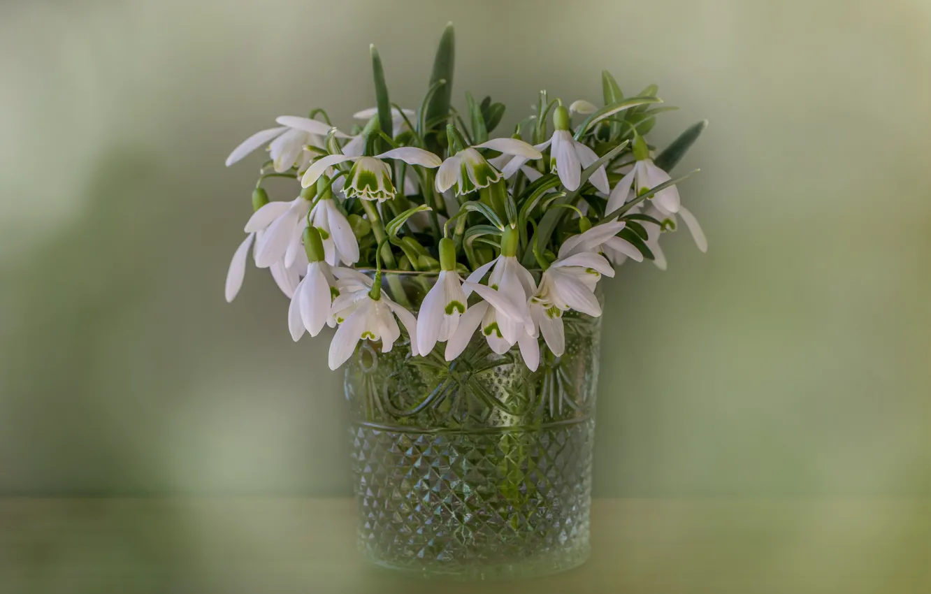 Photo wallpaper flowers, glass, table, background, bouquet, spring, snowdrops, white