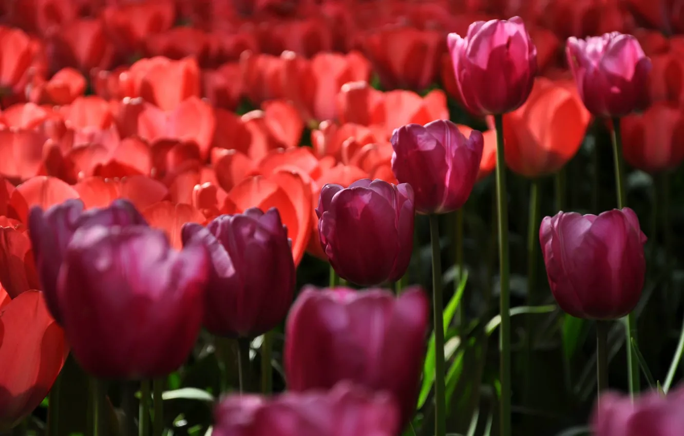 Photo wallpaper field, petals, stem, meadow, tudmana