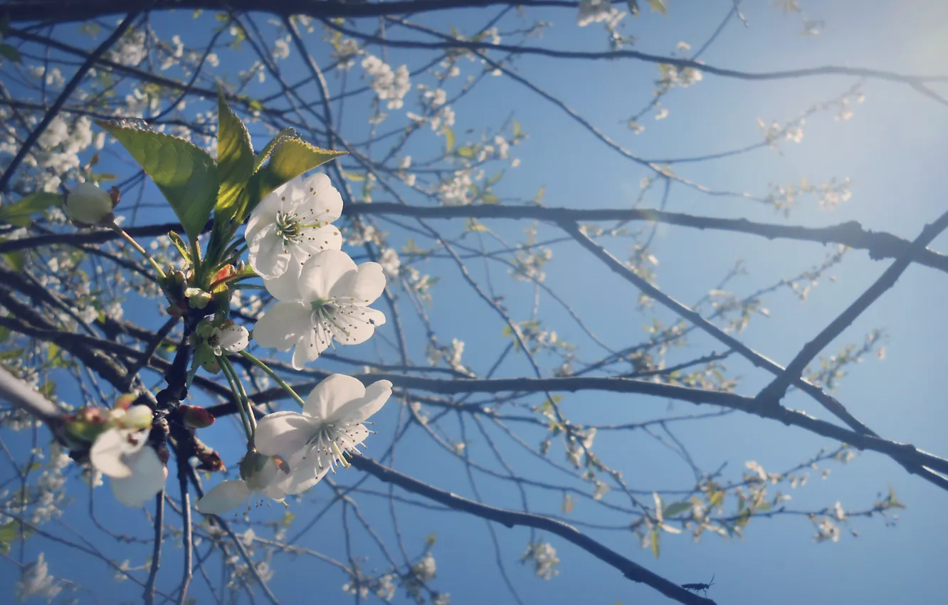 Photo wallpaper trees, flowers, spring, Sunny