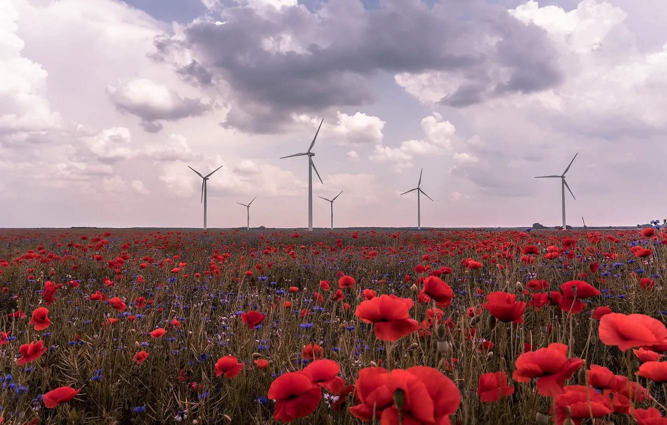 Photo wallpaper Maki, windmills, poppy field